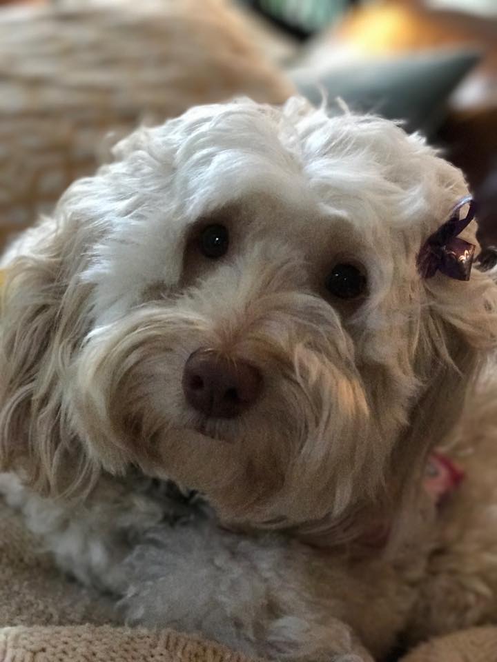 teddy bear schnoodle puppies